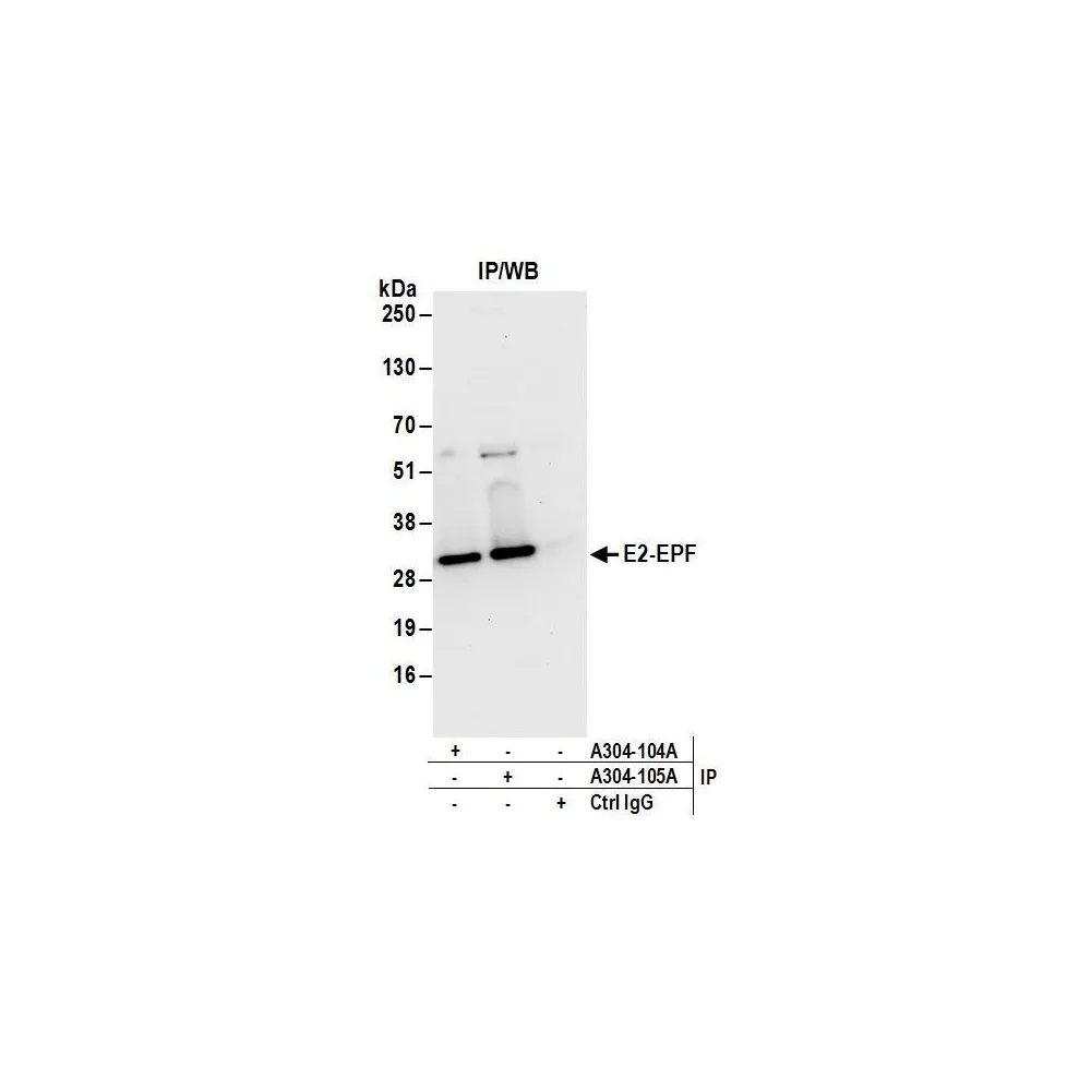 Rabbit anti-E2-EPF Antibody, Affinity Purified