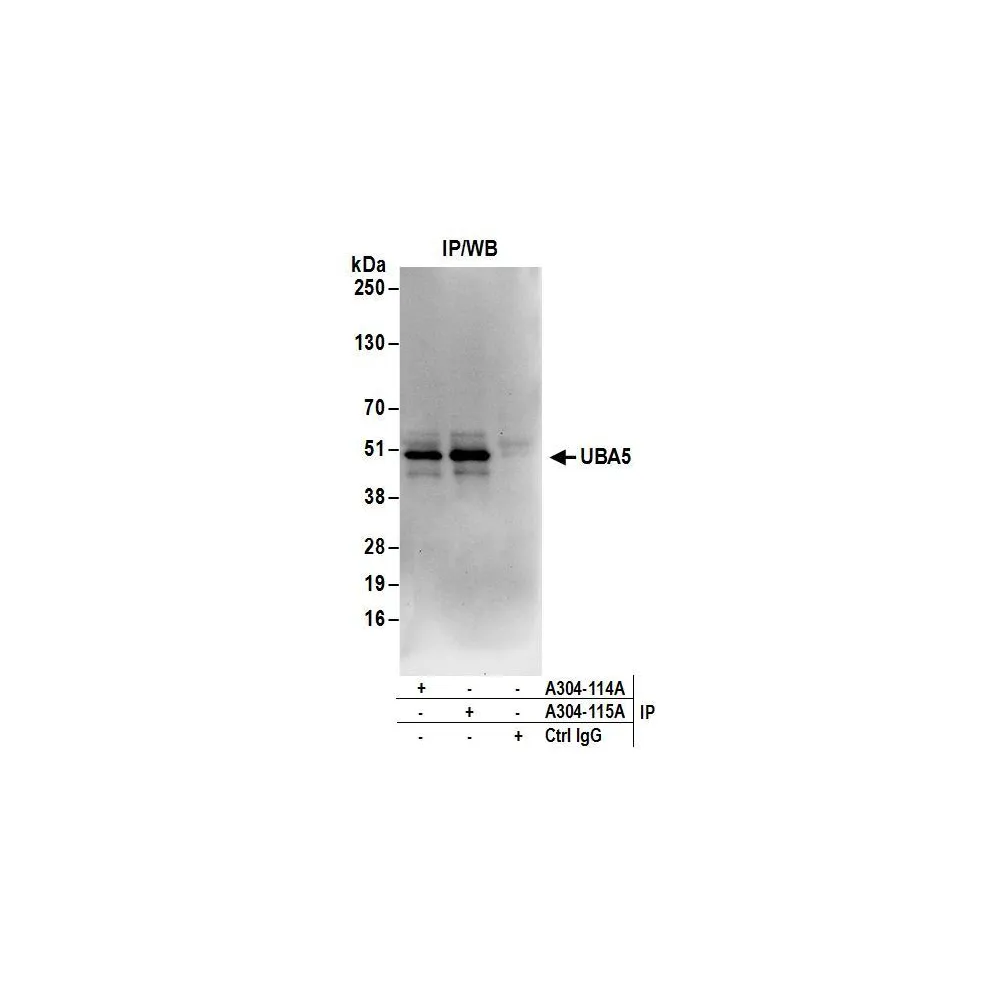 Rabbit anti-UBA5 Antibody, Affinity Purified