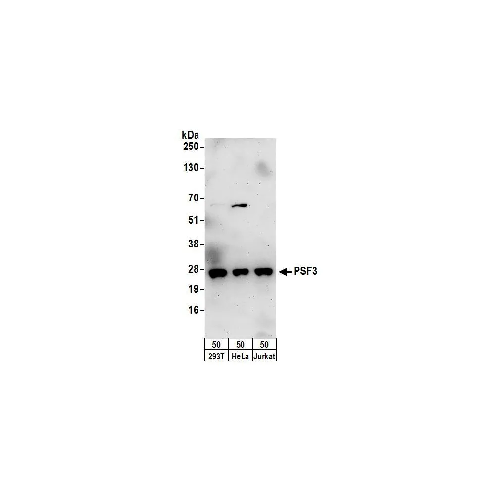 Rabbit anti-PSF3 Antibody, Affinity Purified