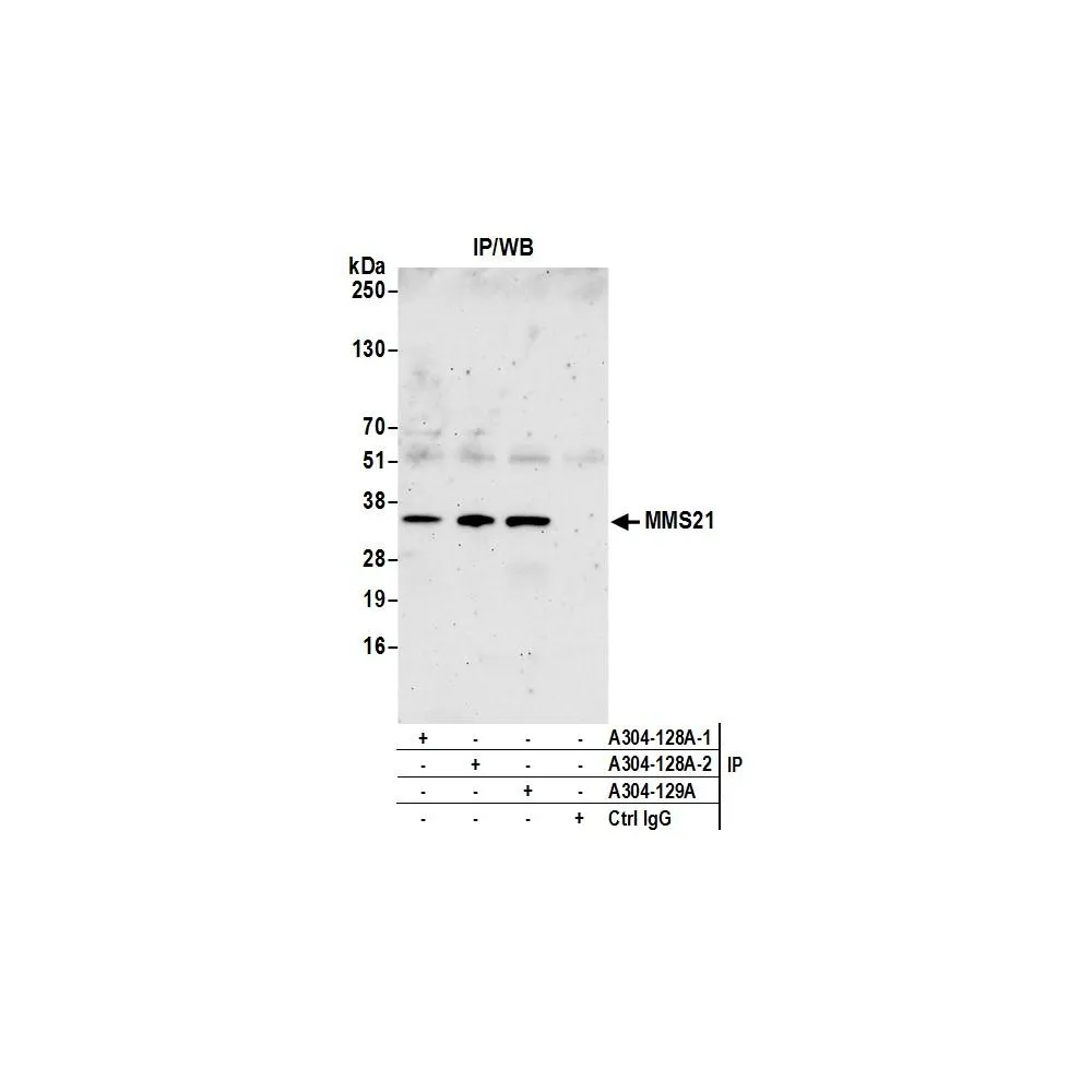 Rabbit anti-MMS21 Antibody, Affinity Purified