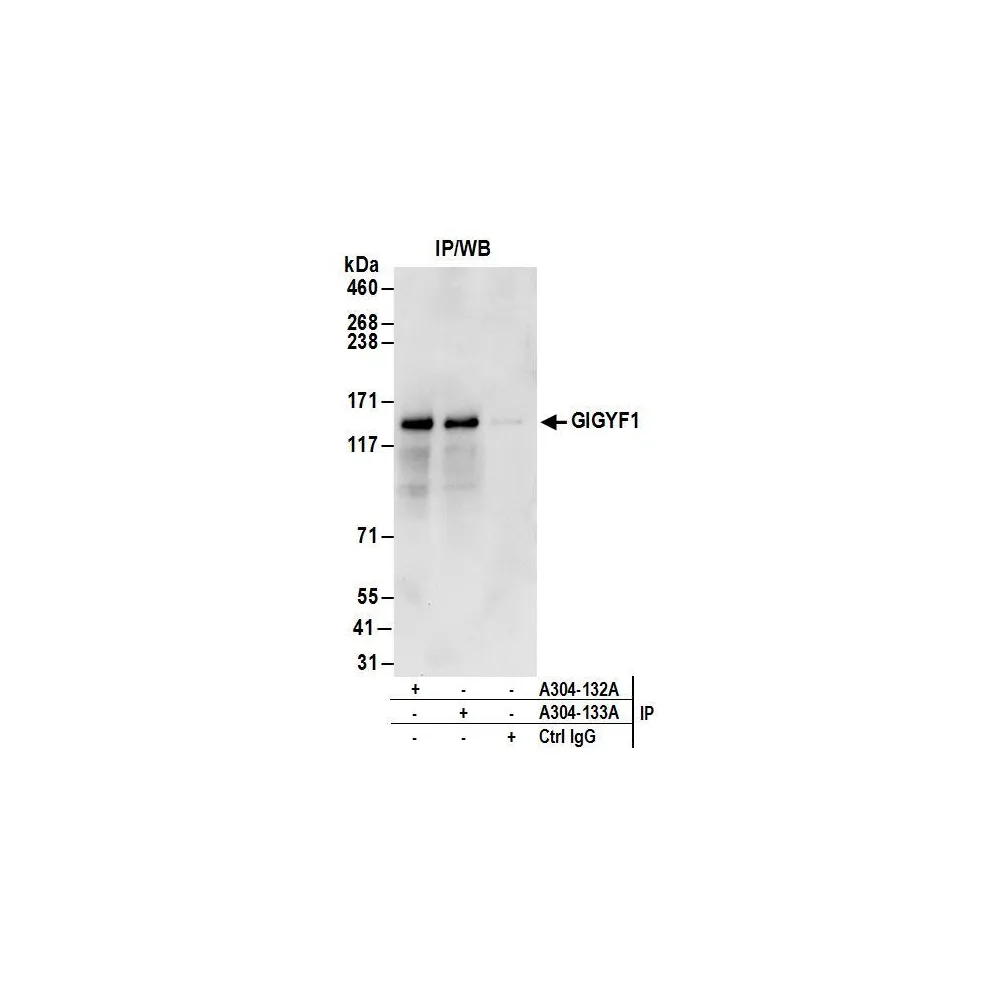 Rabbit anti-GIGYF1 Antibody, Affinity Purified