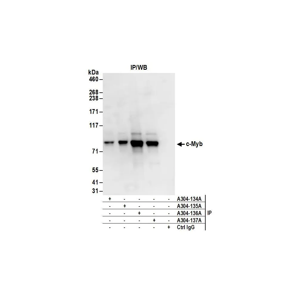 Rabbit anti-c-Myb Antibody, Affinity Purified