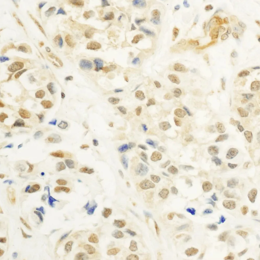 Rabbit anti-c-Myb Antibody, Affinity Purified