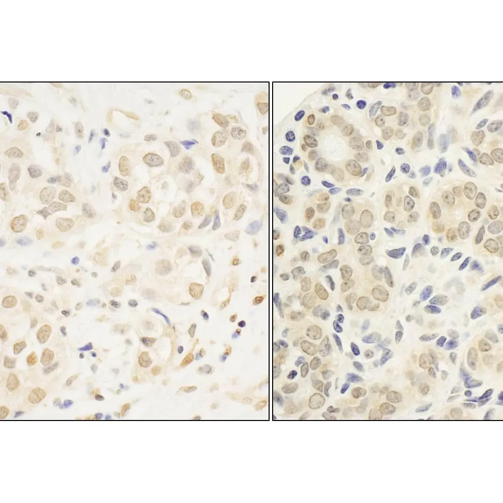 Rabbit anti-c-Myb Antibody, Affinity Purified