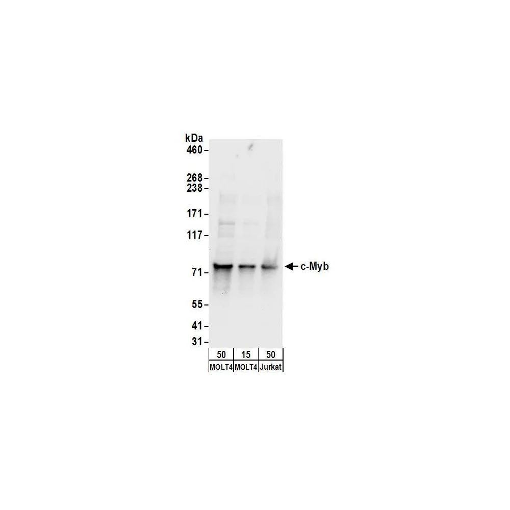 Rabbit anti-c-Myb Antibody, Affinity Purified