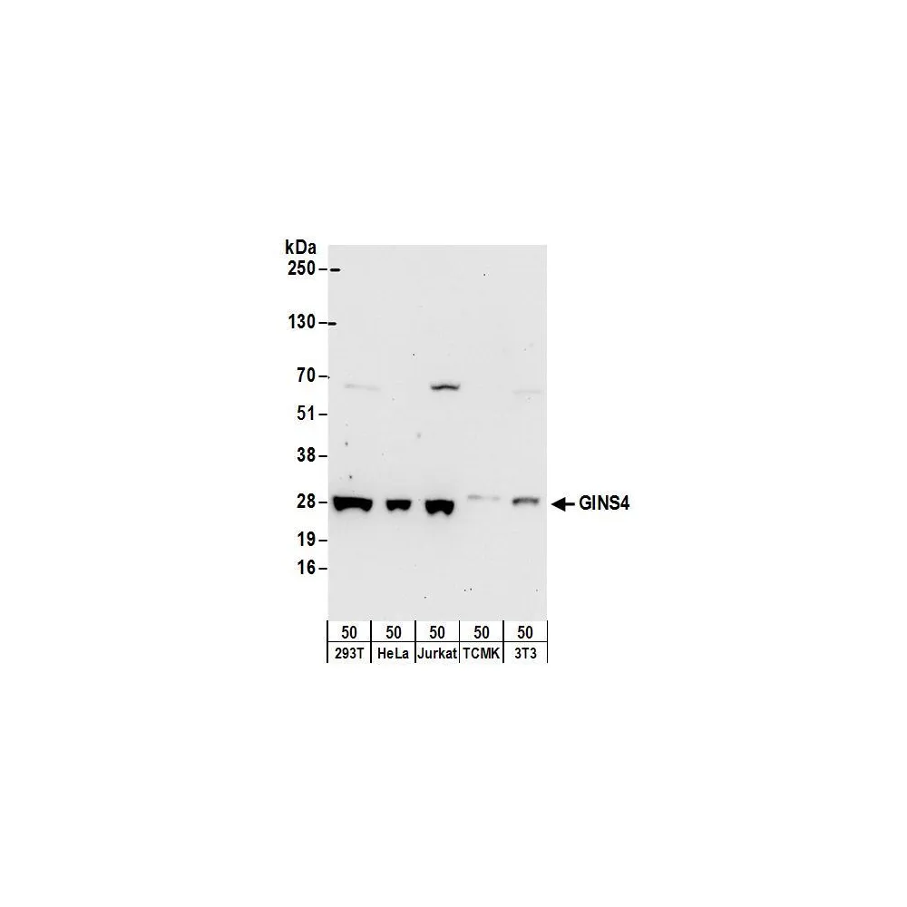 Rabbit anti-GINS4 Antibody, Affinity Purified