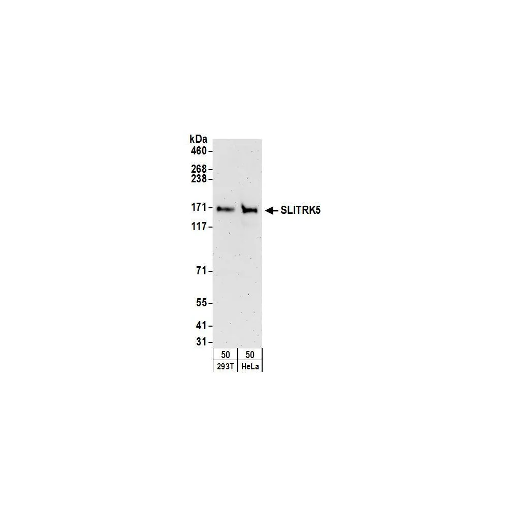 Rabbit anti-SLITRK5 Antibody, Affinity Purified