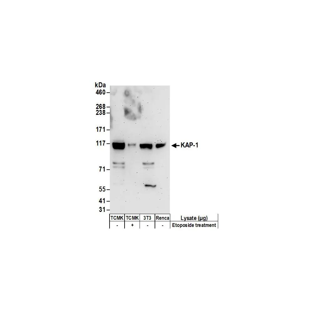 Rabbit anti-KAP-1 Antibody, Affinity Purified