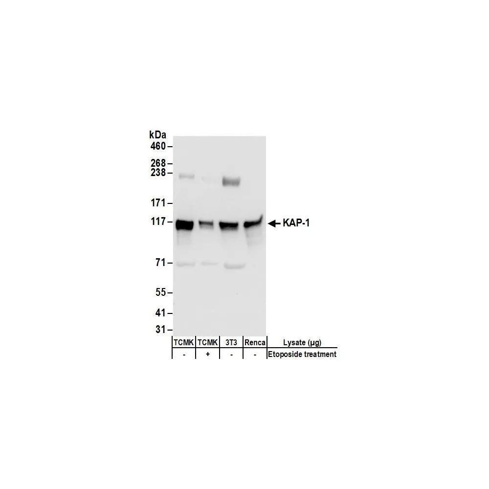 Rabbit anti-KAP-1 Antibody, Affinity Purified
