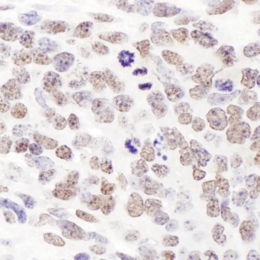 Rabbit anti-Phospho SMC1 (S957) Antibody, Affinity Purified