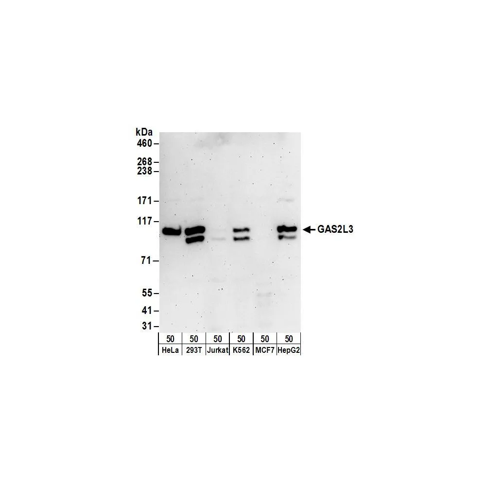Rabbit anti-GAS2L3 Antibody, Affinity Purified
