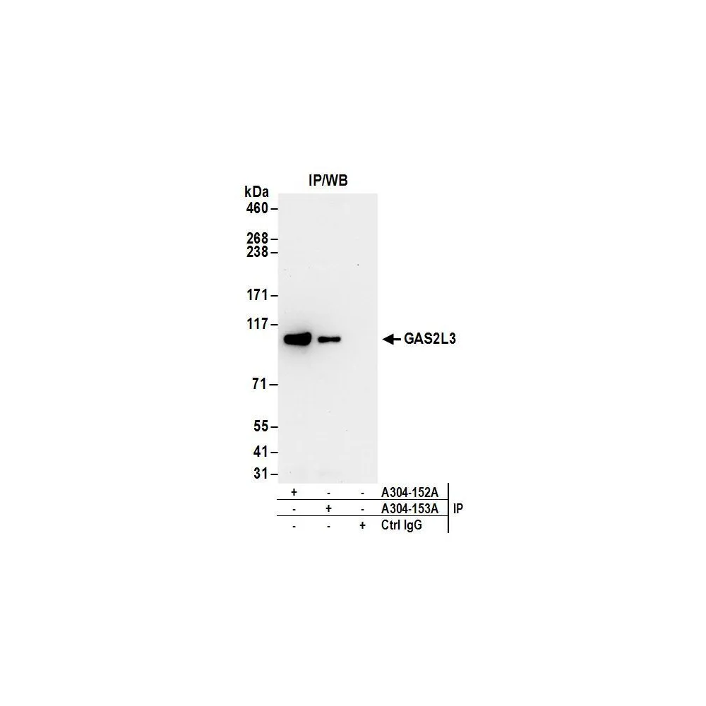 Rabbit anti-GAS2L3 Antibody, Affinity Purified
