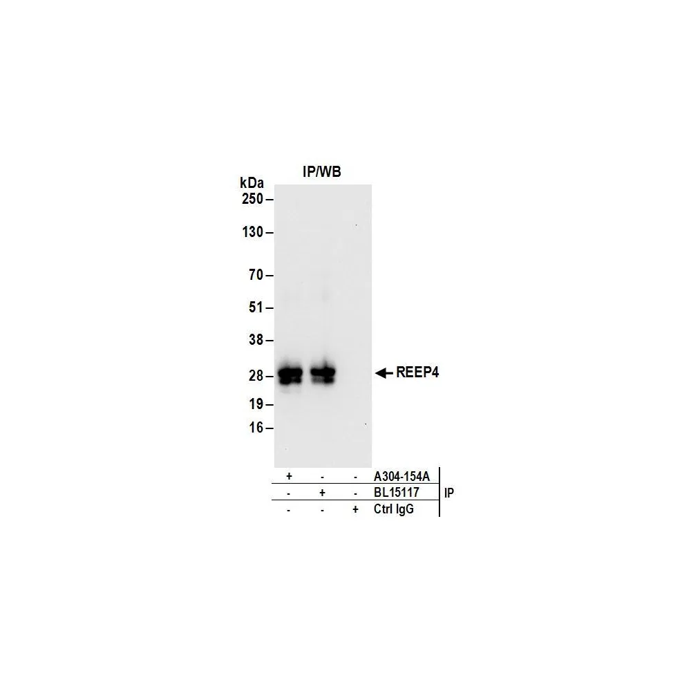 Rabbit anti-REEP4 Antibody, Affinity Purified