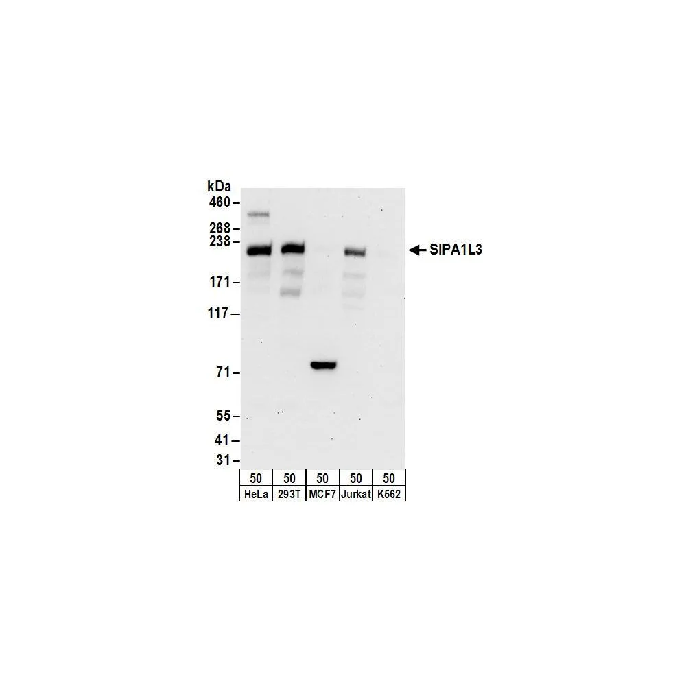 Rabbit anti-SIPA1L3 Antibody, Affinity Purified