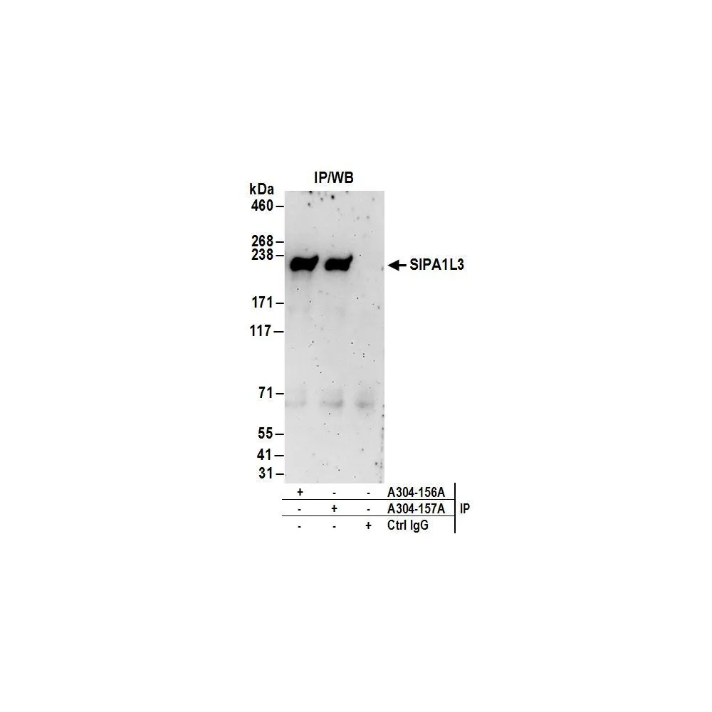 Rabbit anti-SIPA1L3 Antibody, Affinity Purified