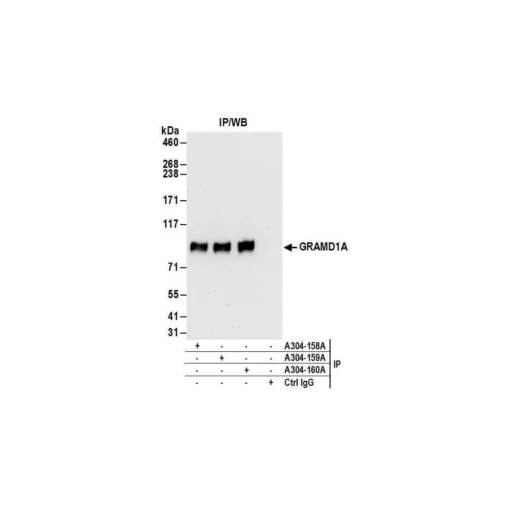 Rabbit anti-GRAMD1A Antibody, Affinity Purified