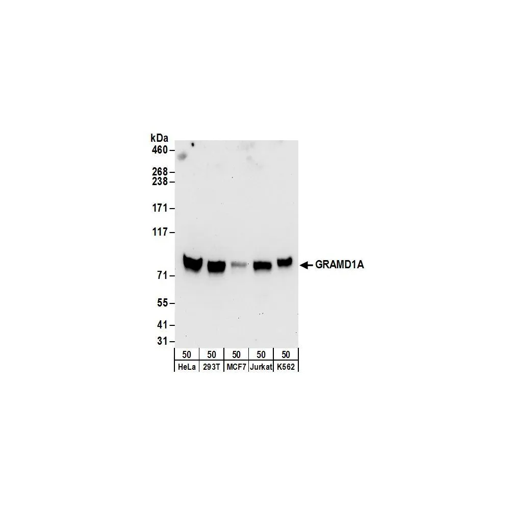 Rabbit anti-GRAMD1A Antibody, Affinity Purified