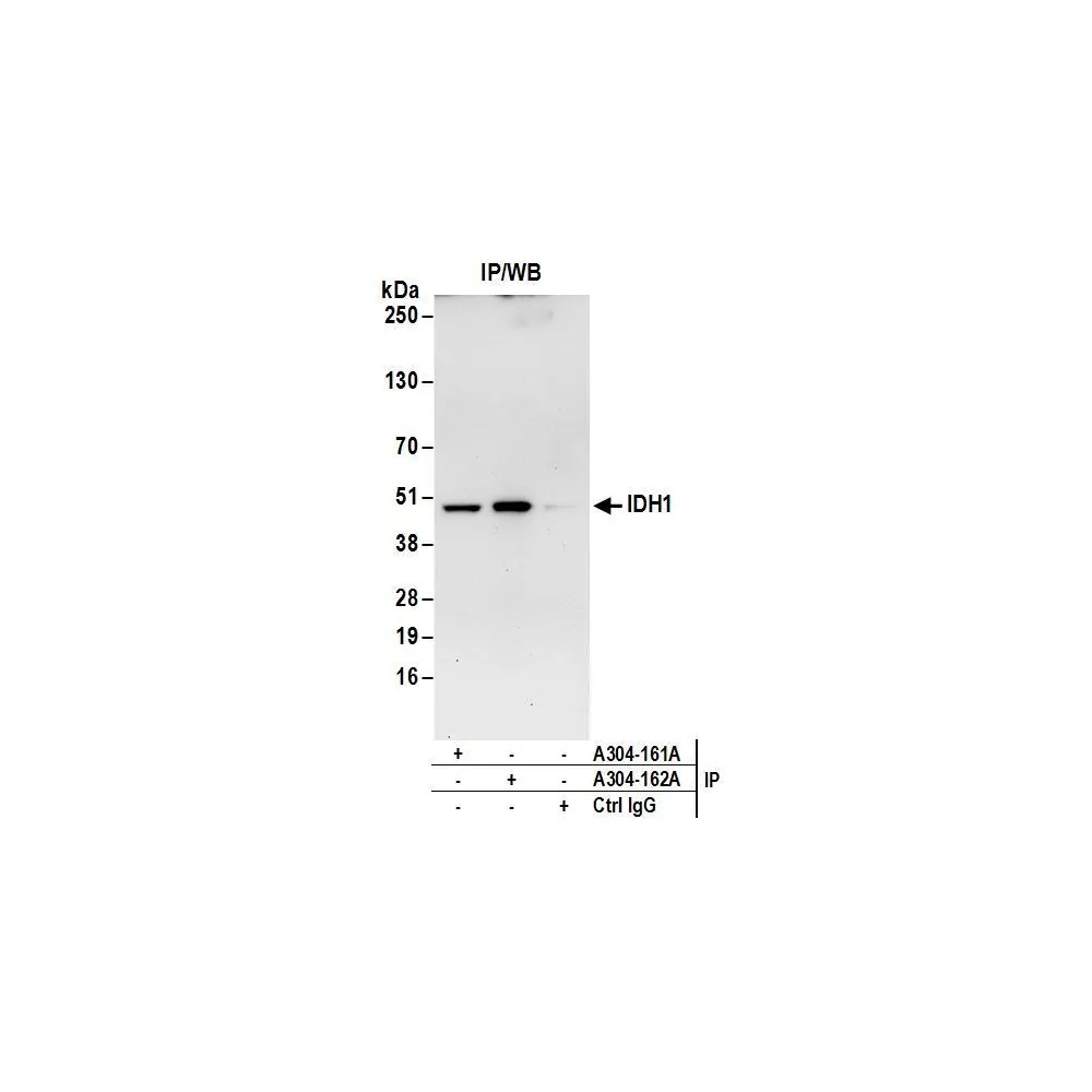 Rabbit anti-IDH1 Antibody, Affinity Purified