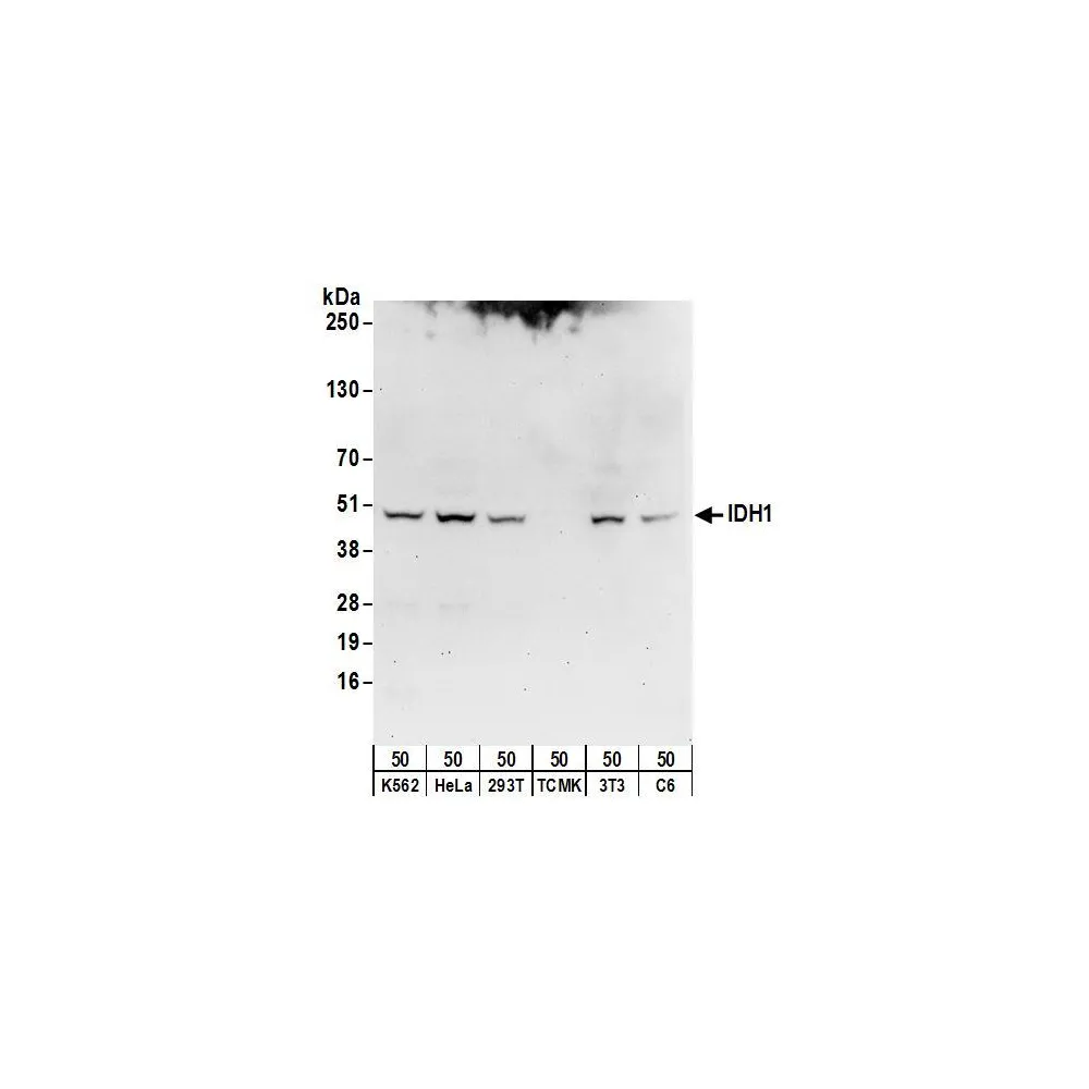 Rabbit anti-IDH1 Antibody, Affinity Purified