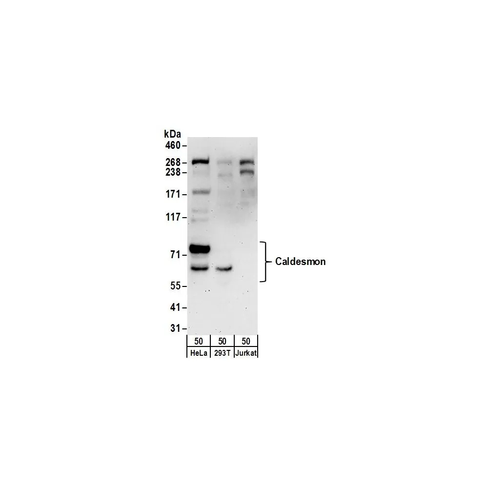 Rabbit anti-Caldesmon Antibody, Affinity Purified