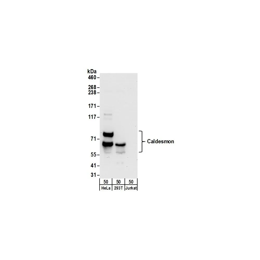Rabbit anti-Caldesmon Antibody, Affinity Purified