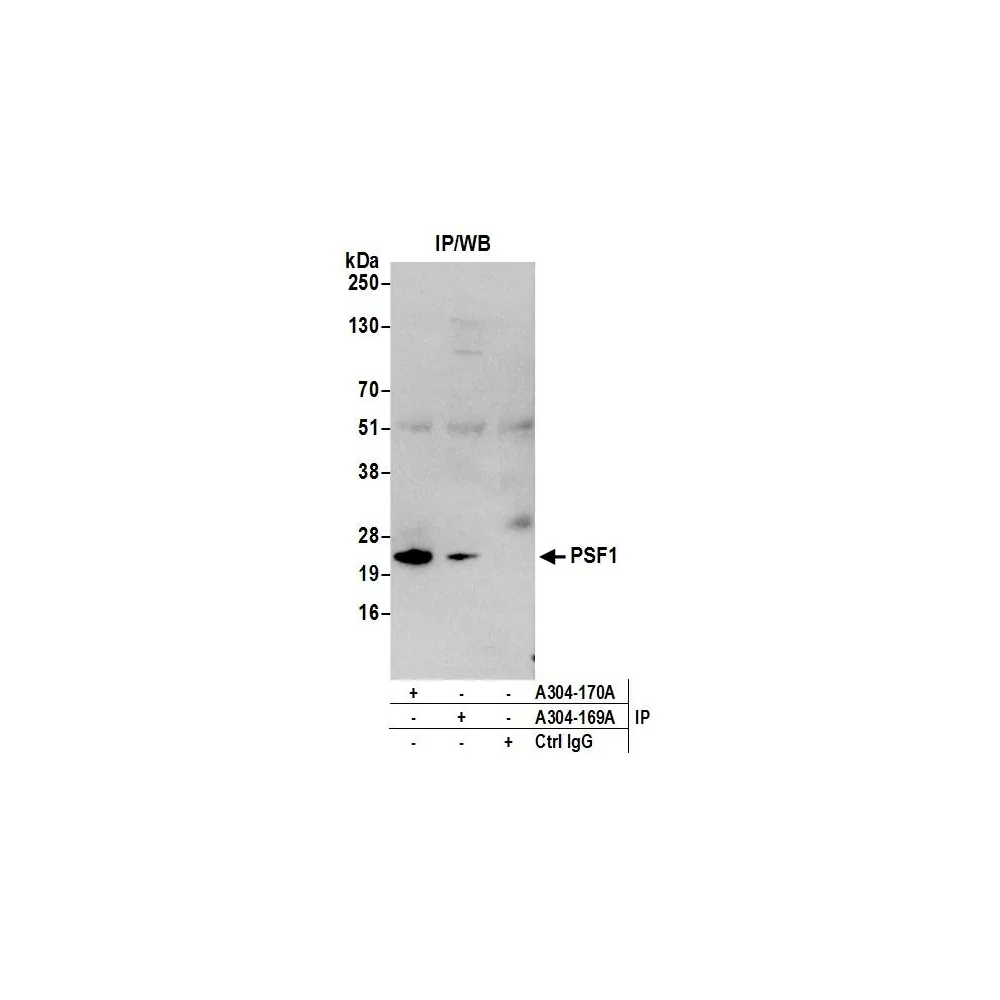 Rabbit anti-PSF1 Antibody, Affinity Purified