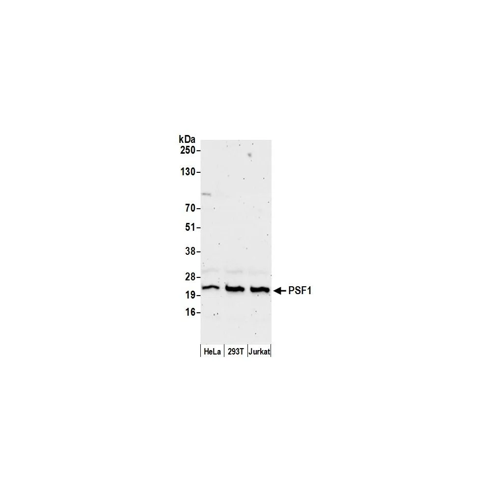 Rabbit anti-PSF1 Antibody, Affinity Purified