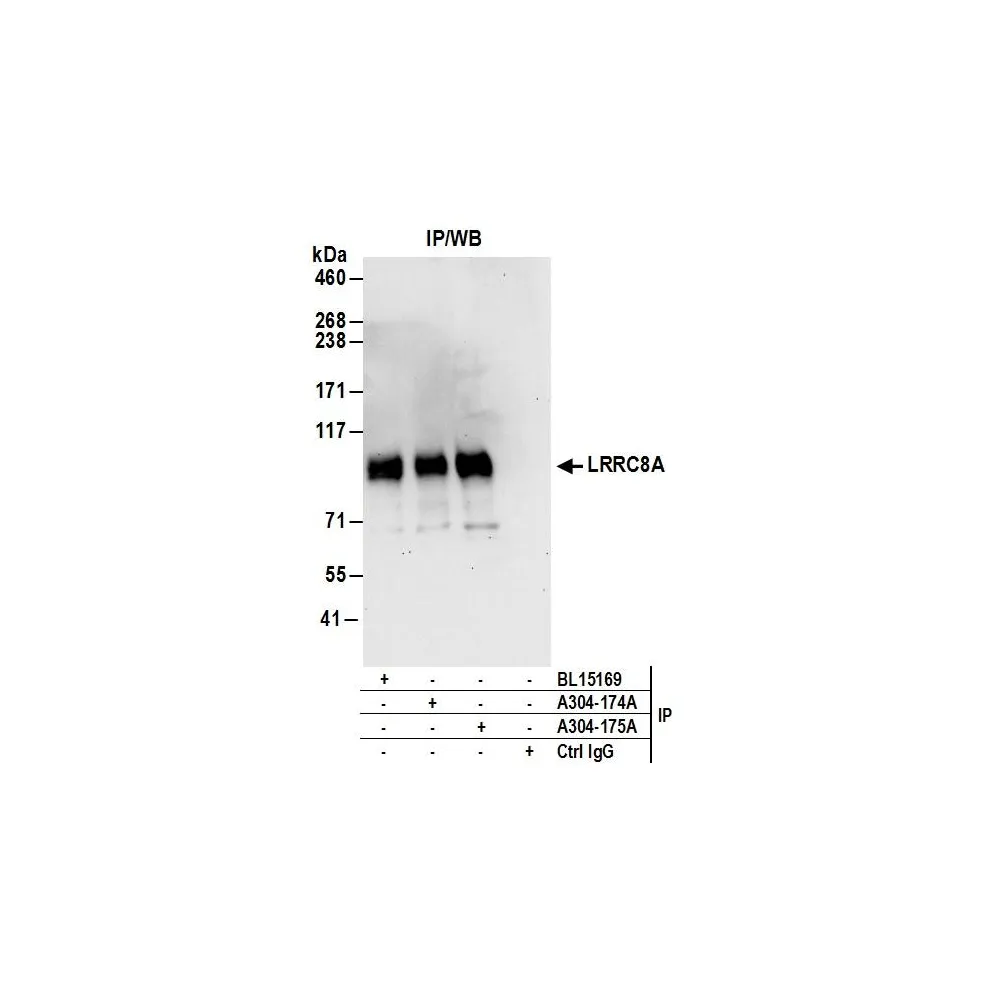 Rabbit anti-LRRC8A Antibody, Affinity Purified