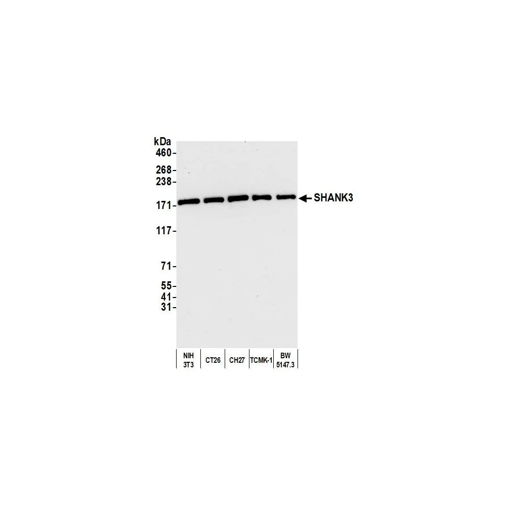 Rabbit anti-SHANK3 Antibody, Affinity Purified
