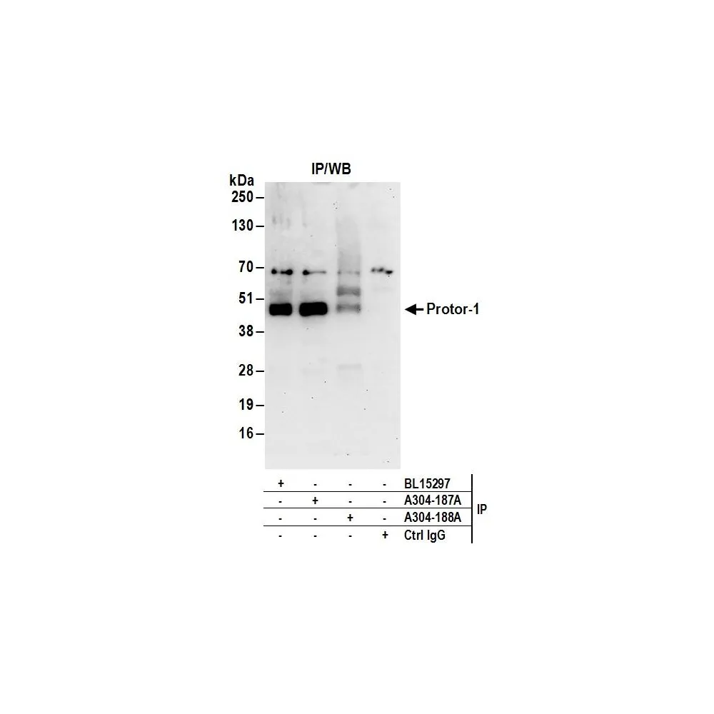 Rabbit anti-Protor-1 Antibody, Affinity Purified