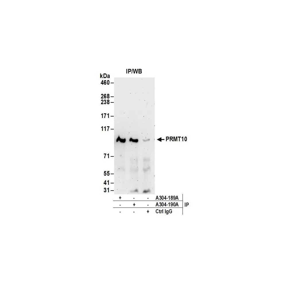 Rabbit anti-PRMT10 Antibody, Affinity Purified
