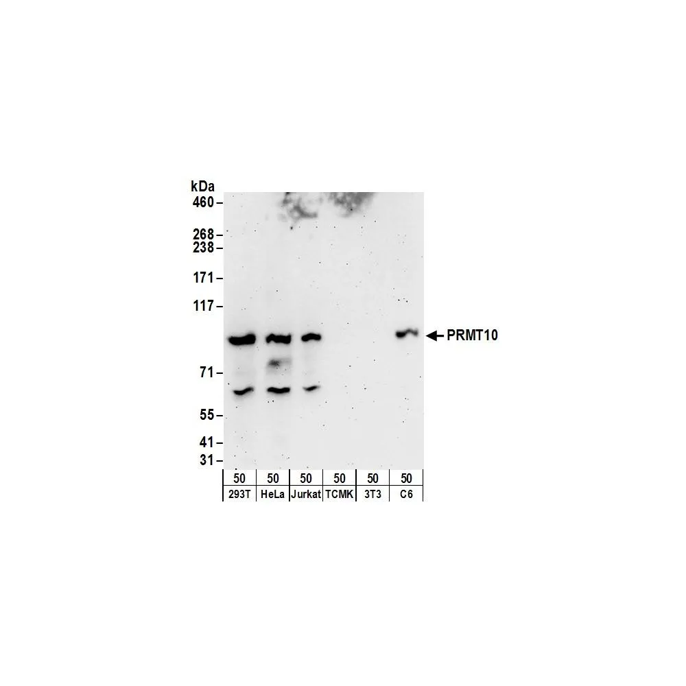 Rabbit anti-PRMT10 Antibody, Affinity Purified