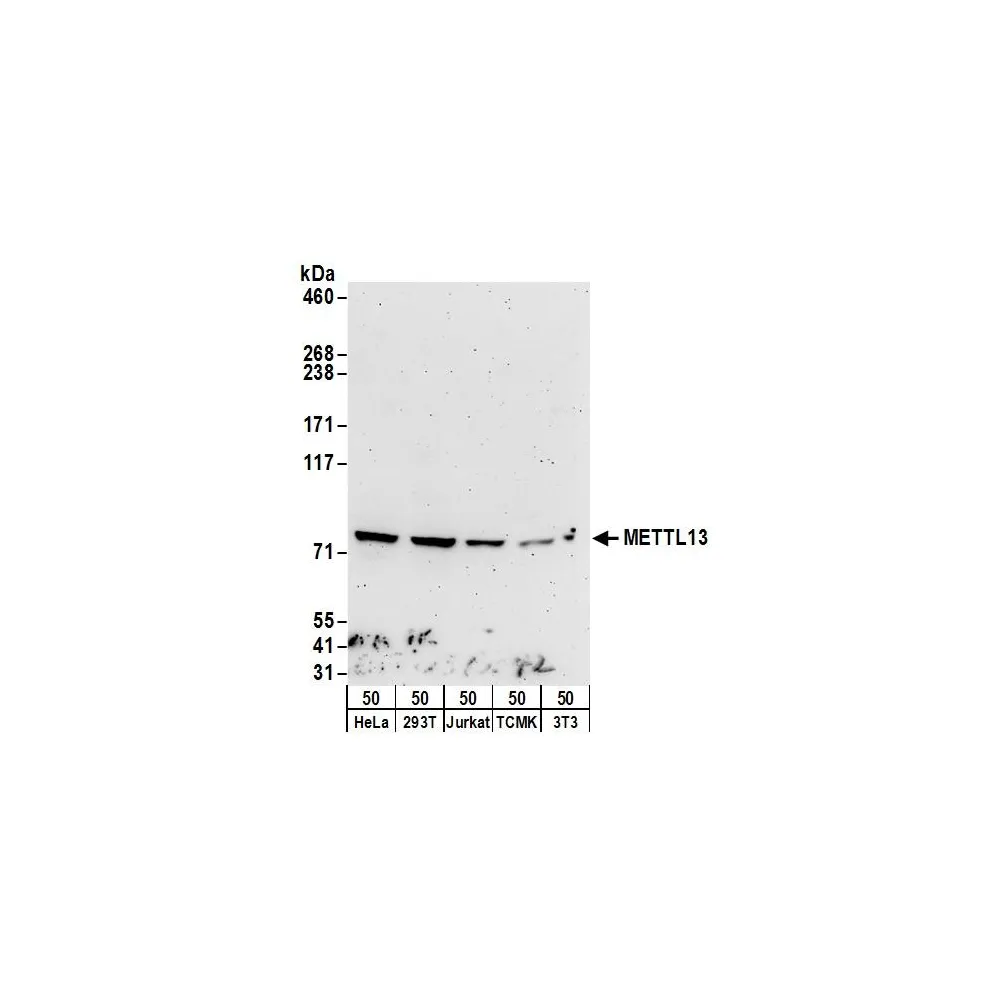 Rabbit anti-METTL13 Antibody, Affinity Purified