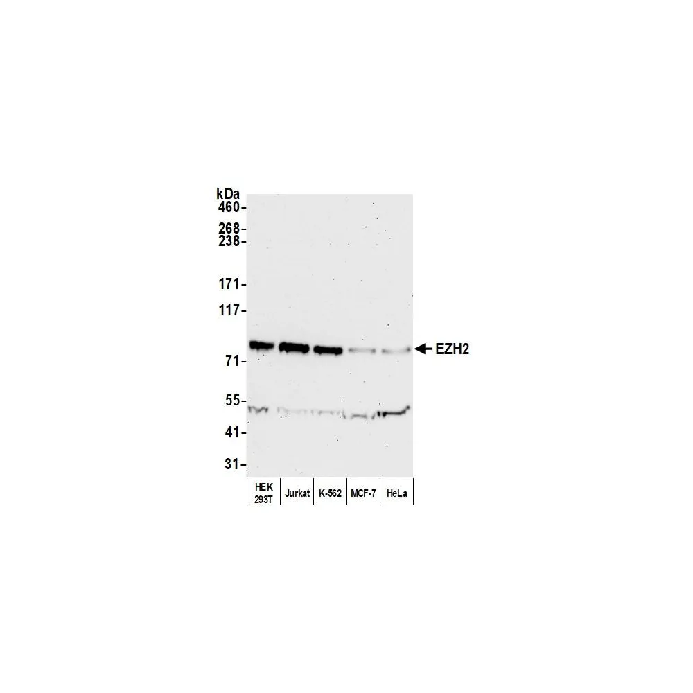 Rabbit anti-EZH2 Antibody, Affinity Purified