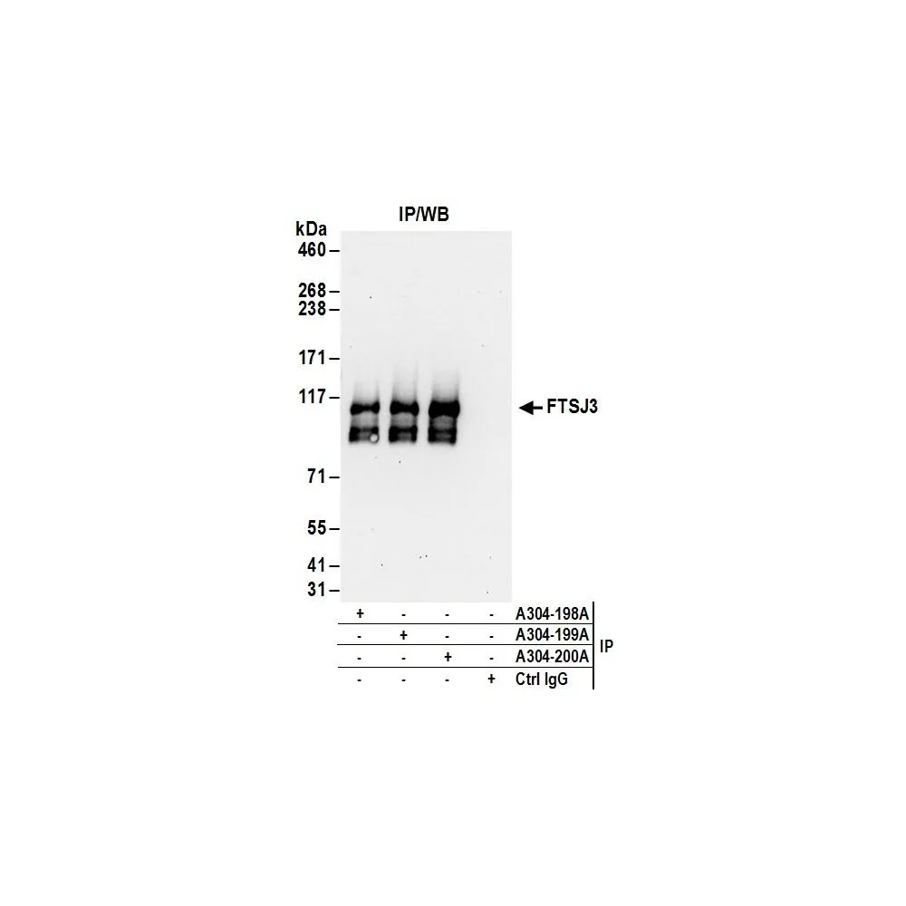 Rabbit anti-FTSJ3 Antibody, Affinity Purified