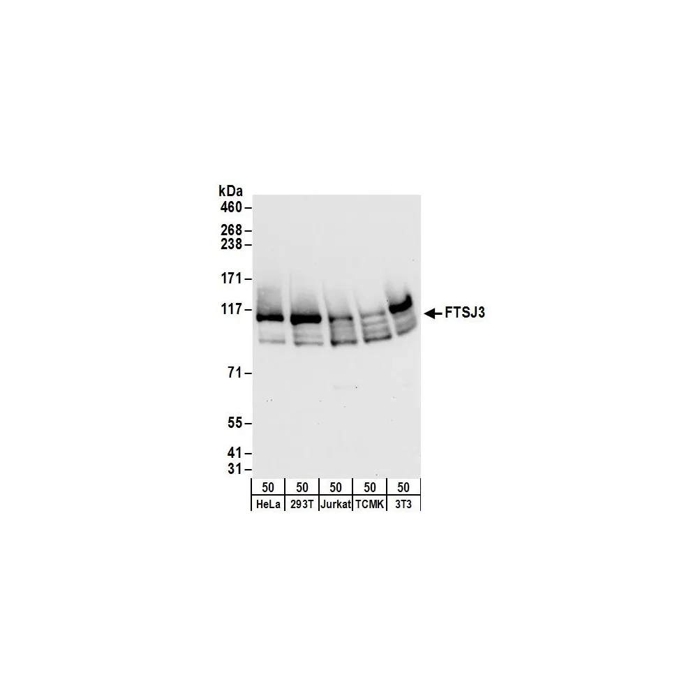 Rabbit anti-FTSJ3 Antibody, Affinity Purified