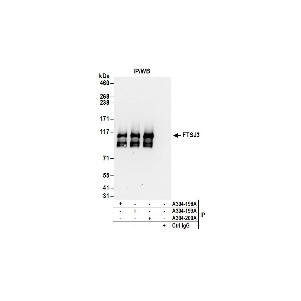 Rabbit anti-FTSJ3 Antibody, Affinity Purified