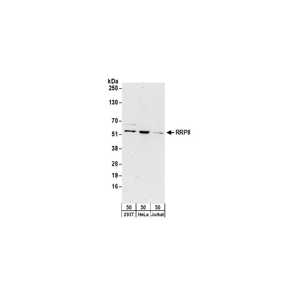 Rabbit anti-RRP8 Antibody, Affinity Purified