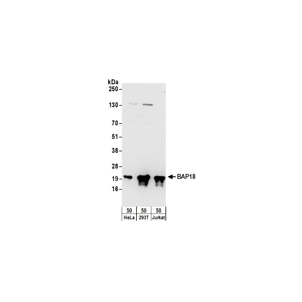 Rabbit anti-BAP18 Antibody, Affinity Purified
