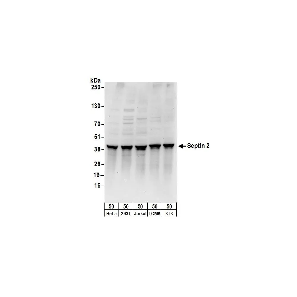 Rabbit anti-Septin 2 Antibody, Affinity Purified