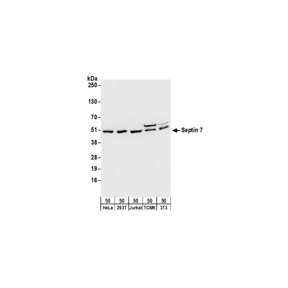 Rabbit anti-Septin 7 Antibody, Affinity Purified