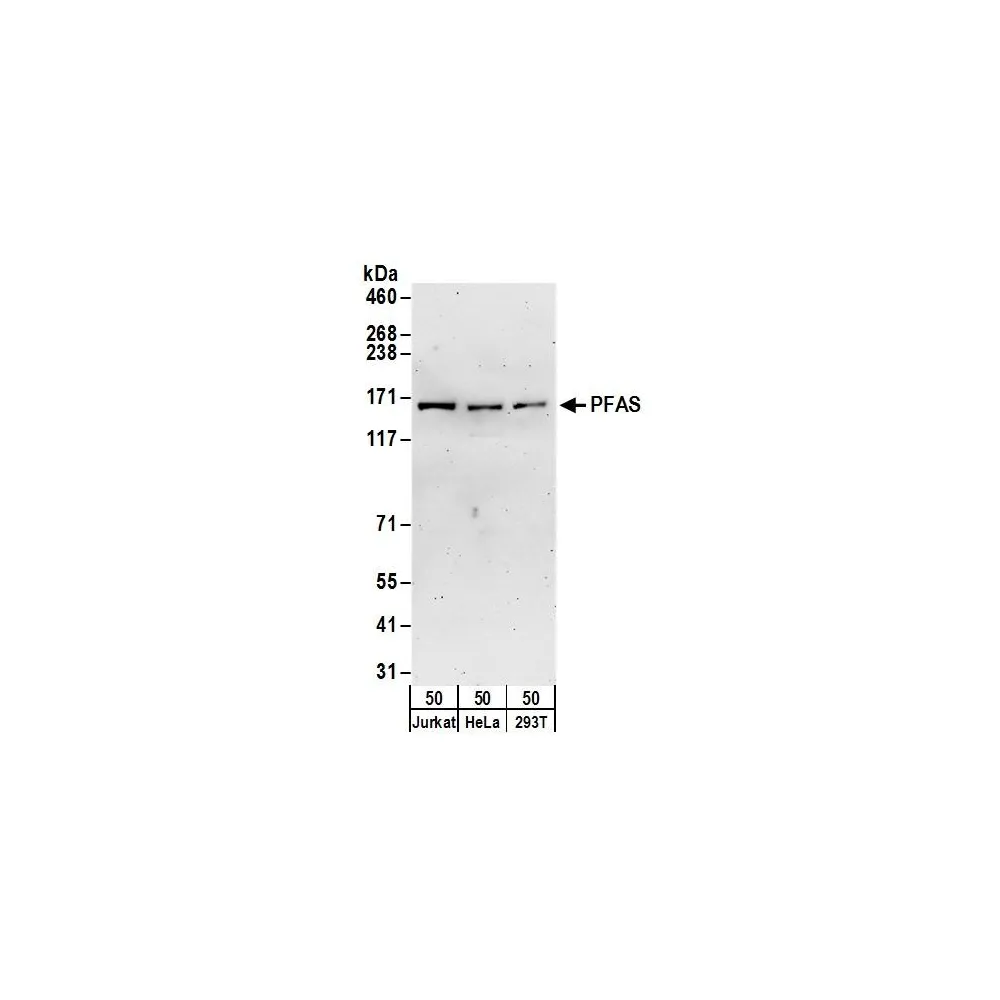 Rabbit anti-PFAS Antibody, Affinity Purified