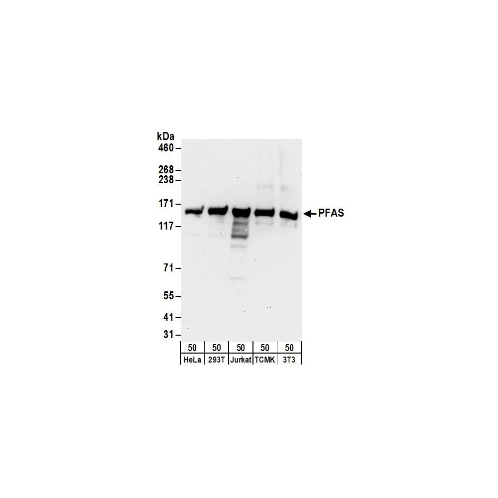 Rabbit anti-PFAS Antibody, Affinity Purified