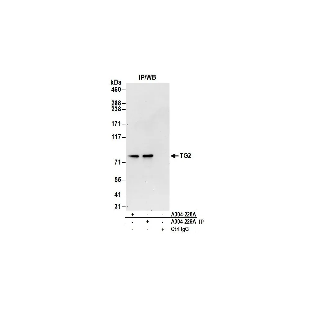 Rabbit anti-TG2 Antibody, Affinity Purified