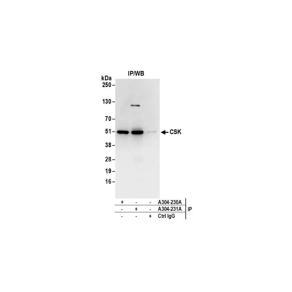 Rabbit anti-CSK Antibody, Affinity Purified