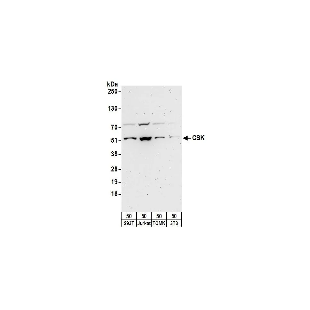 Rabbit anti-CSK Antibody, Affinity Purified