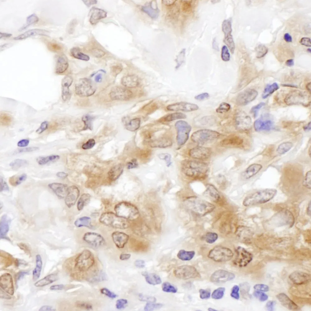 Rabbit anti-MKK7 Antibody, Affinity Purified