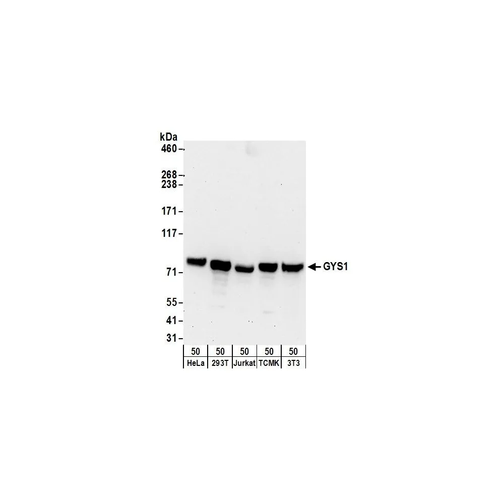 Rabbit anti-GYS1 Antibody, Affinity Purified