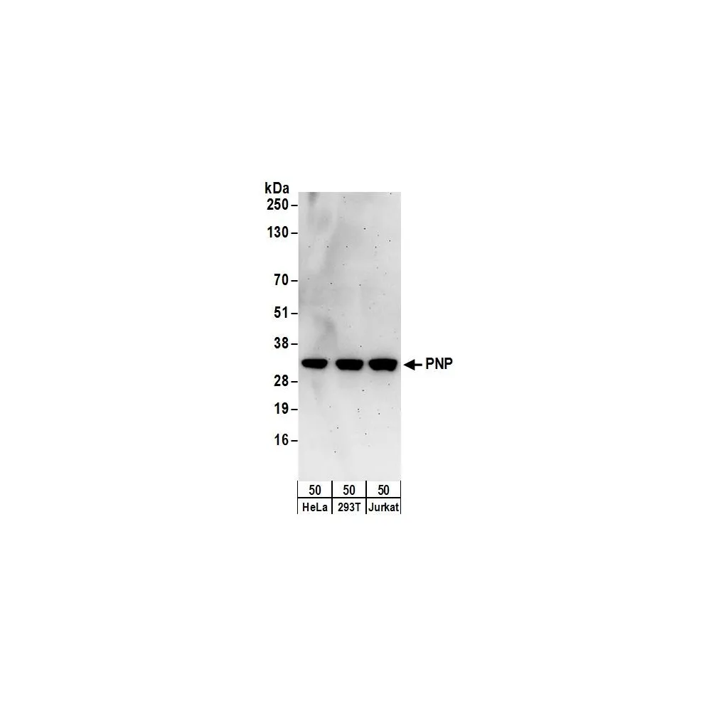 Rabbit anti-PNP Antibody, Affinity Purified