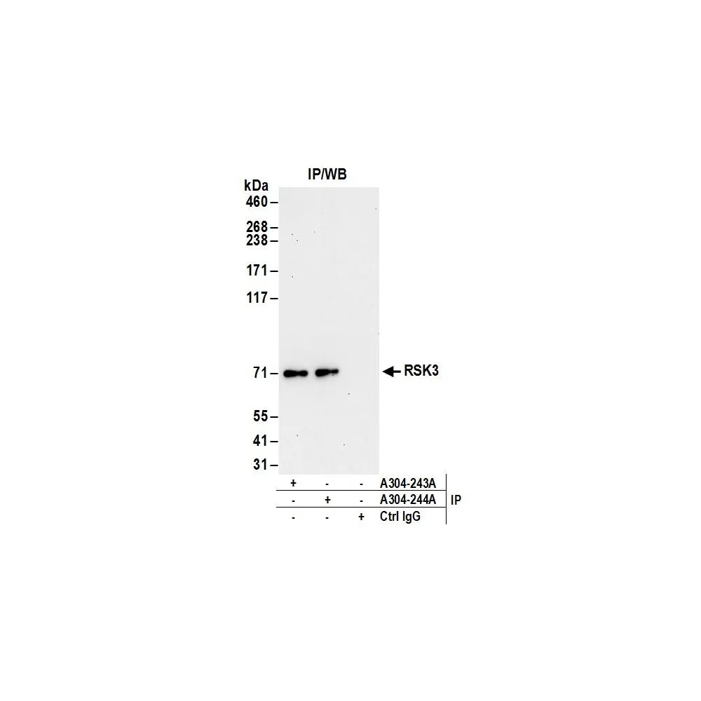 Rabbit anti-RSK3 Antibody, Affinity Purified